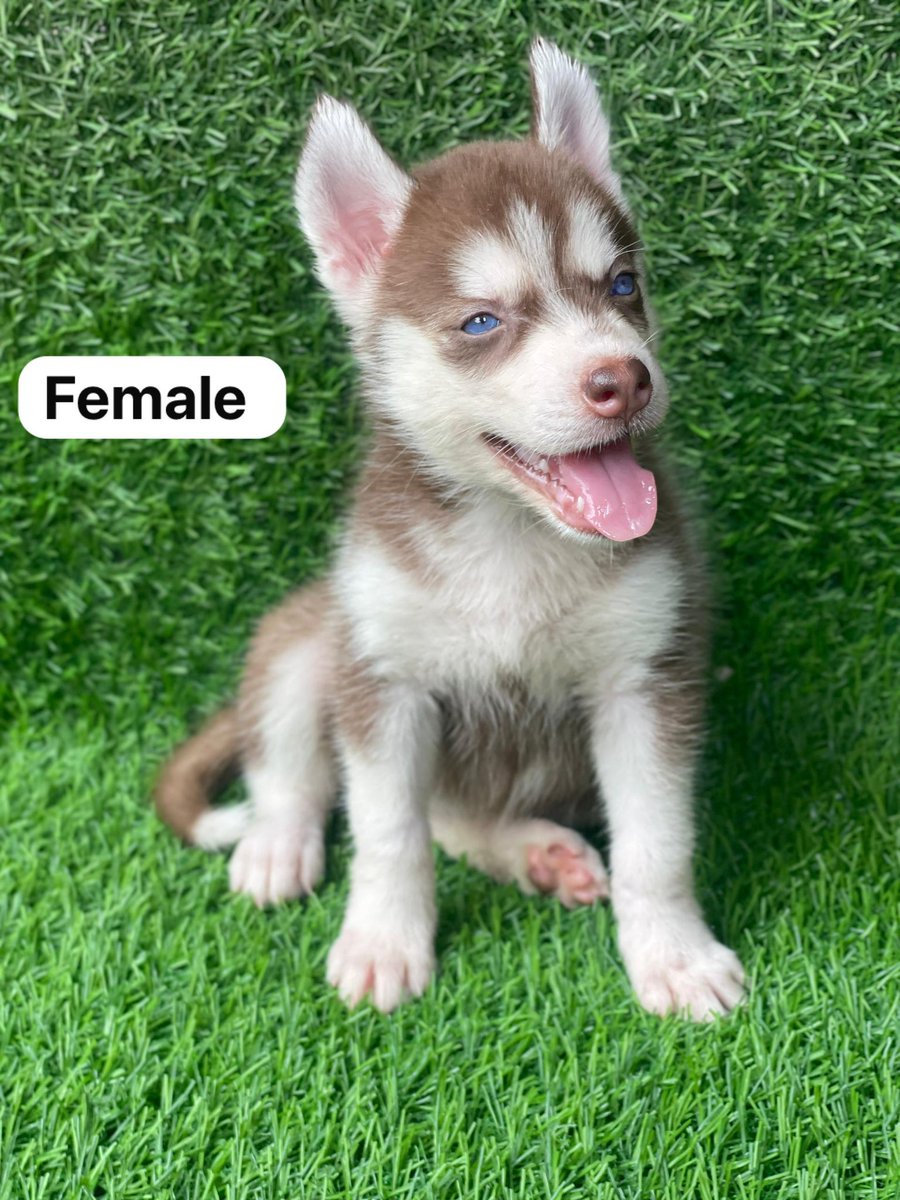 Posh_Mo's tweet photo. BREED: siberian Husky
AGE: 6 weeks
GENDER: both
PRICE: 500k (negotiable)
LOCATION: Lagos (waybill is safe 💯)

Quality dogs only, send a DM ✅ https://t.co/eeTucvcMiU