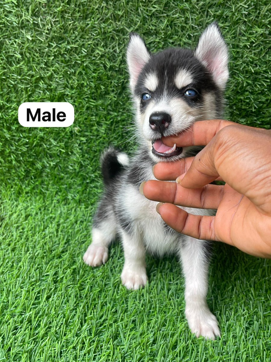 Posh_Mo's tweet photo. BREED: siberian Husky
AGE: 6 weeks
GENDER: both
PRICE: 500k (negotiable)
LOCATION: Lagos (waybill is safe 💯)

Quality dogs only, send a DM ✅ https://t.co/eeTucvcMiU
