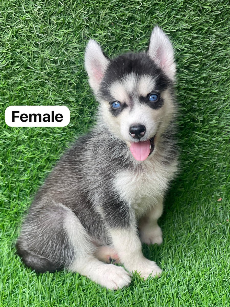 Posh_Mo's tweet photo. BREED: siberian Husky
AGE: 6 weeks
GENDER: both
PRICE: 500k (negotiable)
LOCATION: Lagos (waybill is safe 💯)

Quality dogs only, send a DM ✅ https://t.co/eeTucvcMiU