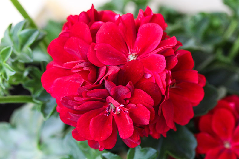Gardeners_Path_'s tweet image. How to Grow and Care for Garden Geraniums - Colorful garden geraniums provide instant curb appeal in decorative containers and window boxes. Learn how to grow geraniums now on Gardener's Path. gardenerspath.com/plants/flowers… #geraniums