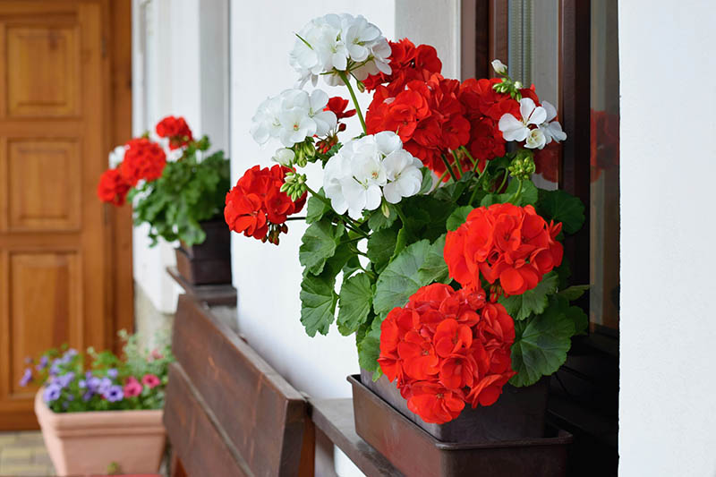 Gardeners_Path_'s tweet image. How to Grow and Care for Garden Geraniums - Colorful garden geraniums provide instant curb appeal in decorative containers and window boxes. Learn how to grow geraniums now on Gardener's Path. gardenerspath.com/plants/flowers… #geraniums