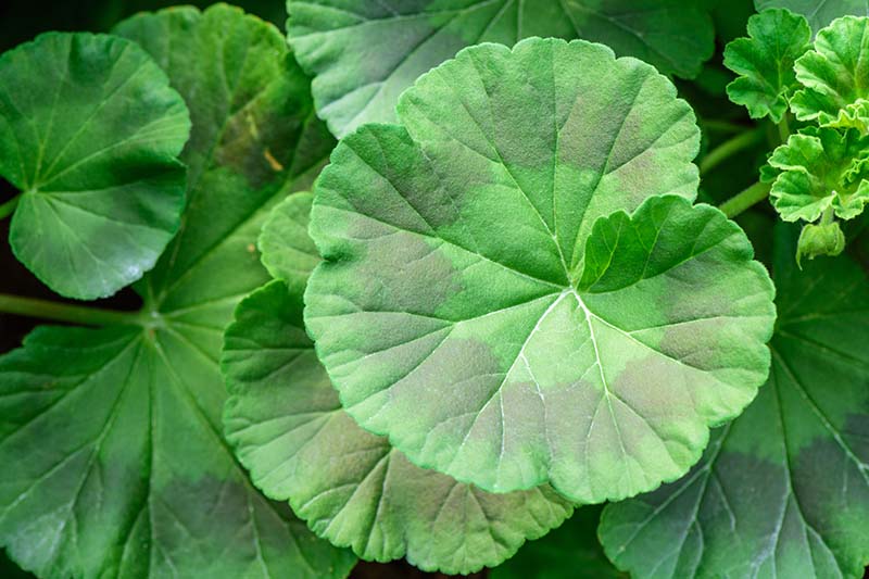 Gardeners_Path_'s tweet image. How to Grow and Care for Garden Geraniums - Colorful garden geraniums provide instant curb appeal in decorative containers and window boxes. Learn how to grow geraniums now on Gardener's Path. gardenerspath.com/plants/flowers… #geraniums