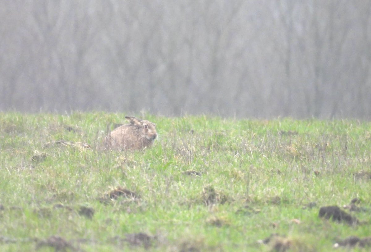 ComberNath's tweet photo. Very pleased to get both target species from a brief visit to Whitemoor Haye this afternoon; the pairs of Slavonian Grebe &amp; Red Crested Pochard were both exactly where they were supposed to be, and both gave sustained, albeit distant views. Also Goldeneye &amp; Hare! @Staffsbirdnews https://t.co/CkJb1Akvrq