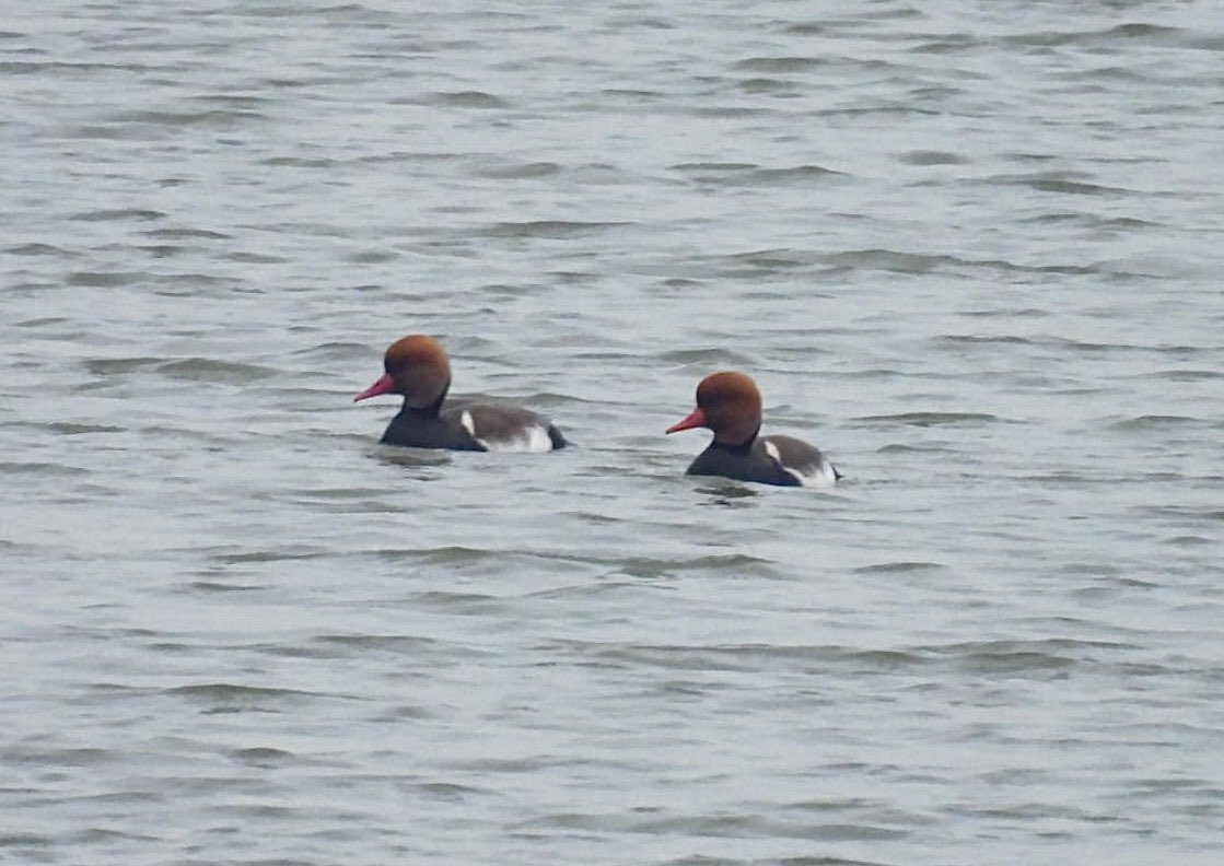 ComberNath's tweet photo. Very pleased to get both target species from a brief visit to Whitemoor Haye this afternoon; the pairs of Slavonian Grebe &amp; Red Crested Pochard were both exactly where they were supposed to be, and both gave sustained, albeit distant views. Also Goldeneye &amp; Hare! @Staffsbirdnews https://t.co/CkJb1Akvrq