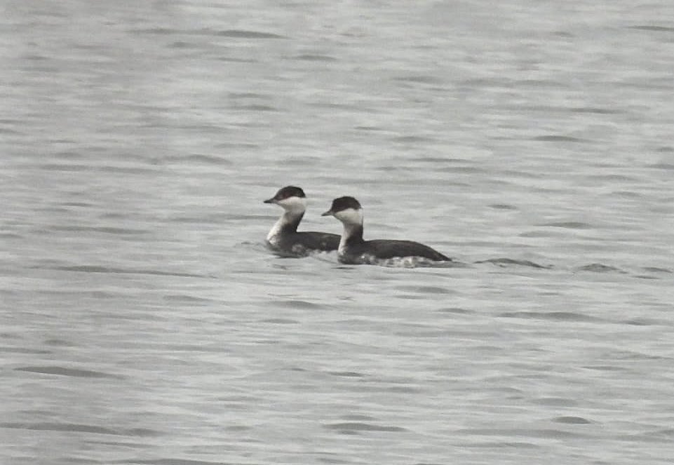 ComberNath's tweet photo. Very pleased to get both target species from a brief visit to Whitemoor Haye this afternoon; the pairs of Slavonian Grebe &amp; Red Crested Pochard were both exactly where they were supposed to be, and both gave sustained, albeit distant views. Also Goldeneye &amp; Hare! @Staffsbirdnews https://t.co/CkJb1Akvrq