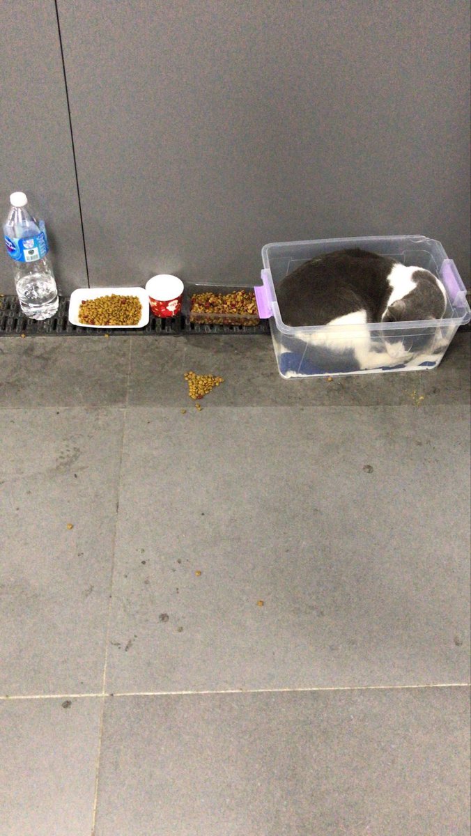 patiarkadas's tweet image. Bugün öğle saatlerinde Zorlu Center önündeki metroda yatan kedinin önce yatağı ve mama kapları atıldı. Ardından İBB ekipleri gelip kediyi alarak götürdü.
Kedi şu an nerede?
Sağlıklı bir kedi neden alındı?
Nereye götürüldü?

#SokakHayvanlarıSahipsizDeğil