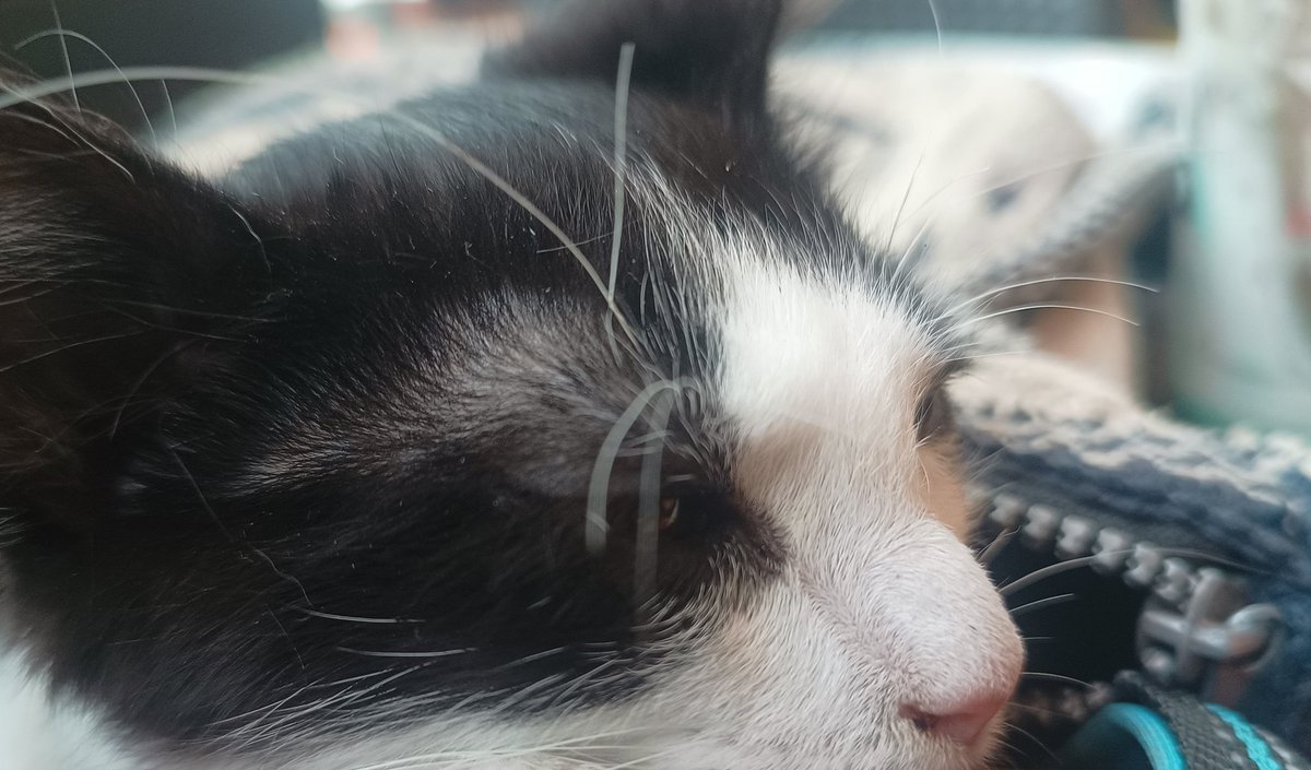 Nuevo integrante en la familia
Llegó en el motor (literalmente) y encontró lugar en la casa
Ahora
A esperar que no se pelee con la integrante perruna