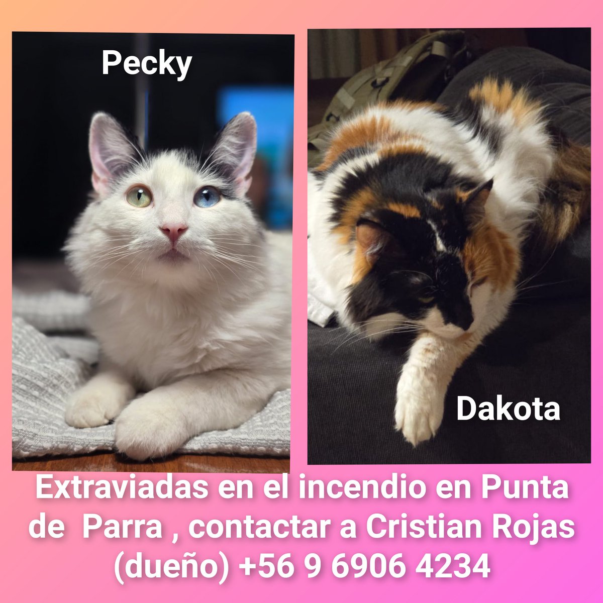SOS Su sueño necesita encontrar a sus gatitas