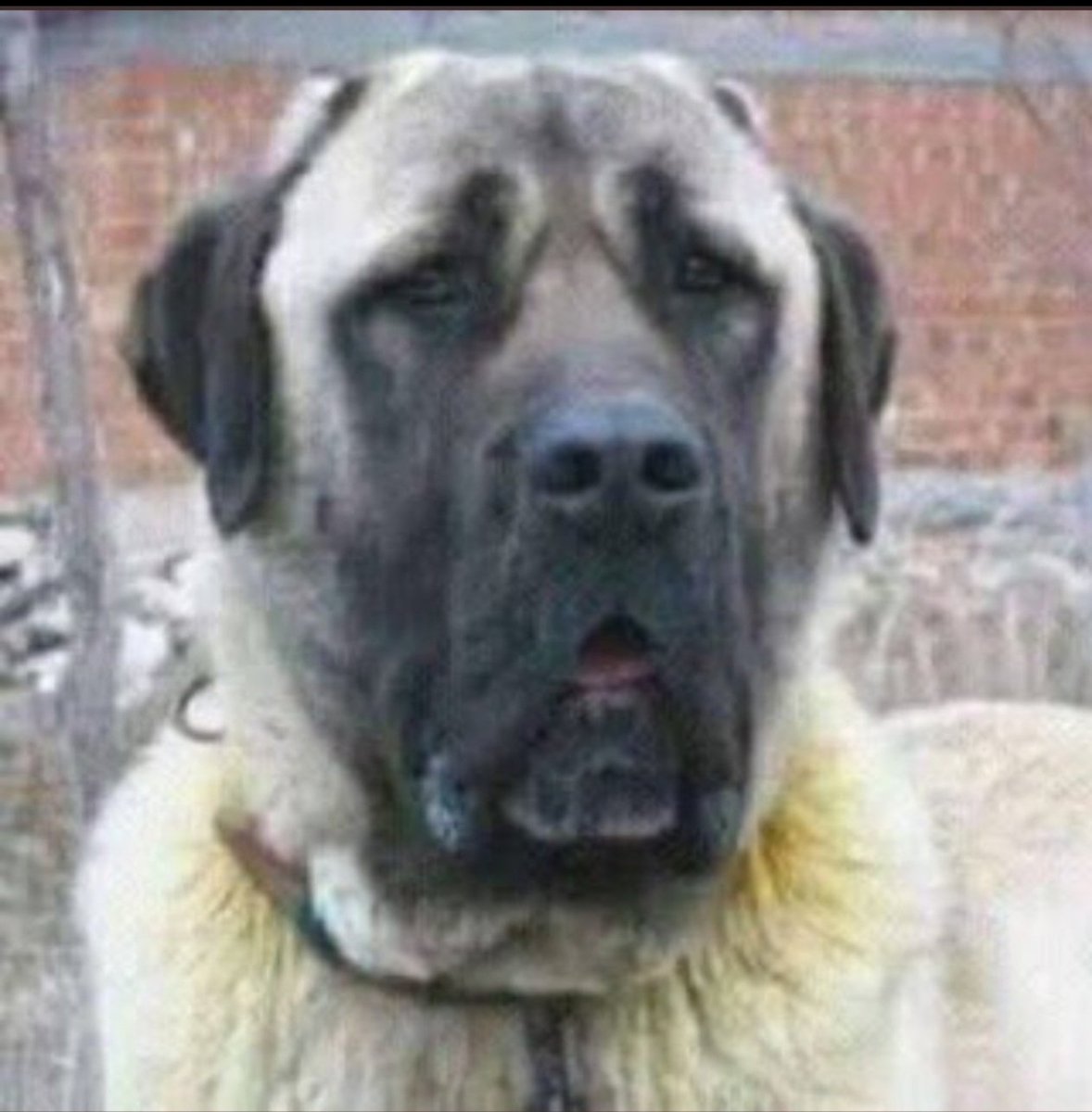 Fenerin golü iptal edilince 

#FBvAVL