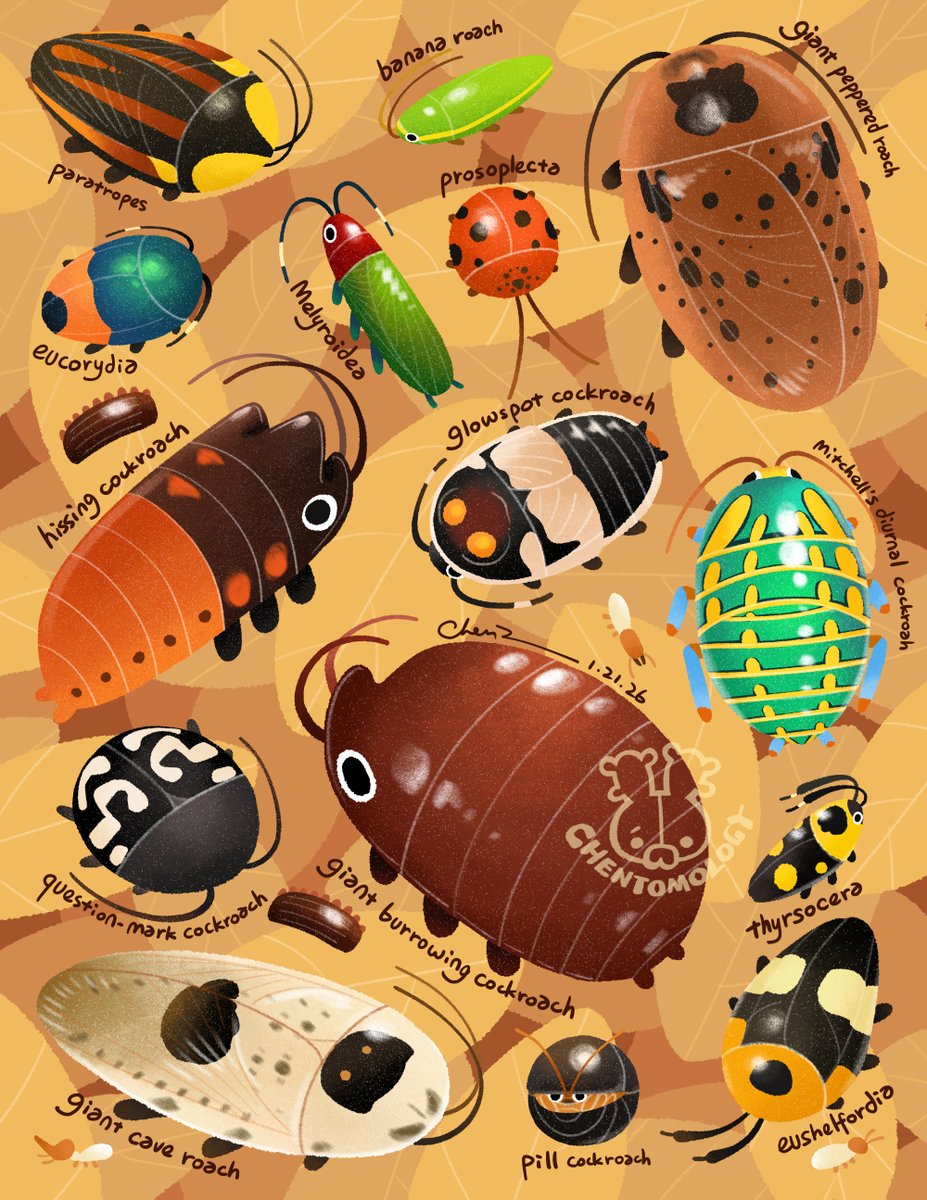 It’s probably weird to say that, but I do have a lot of personal attachment to cockroaches. When I draw 1 roach, there are always another 10 more I wanna do! But there’s only so much canvas space so I had to make choices … swipe to see the species list!