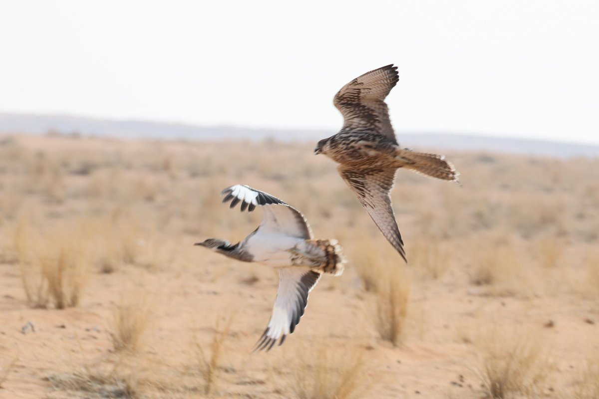 ذيب المساري كسر الوقت نابه
والحر الأشقر برقعوه السلاطين