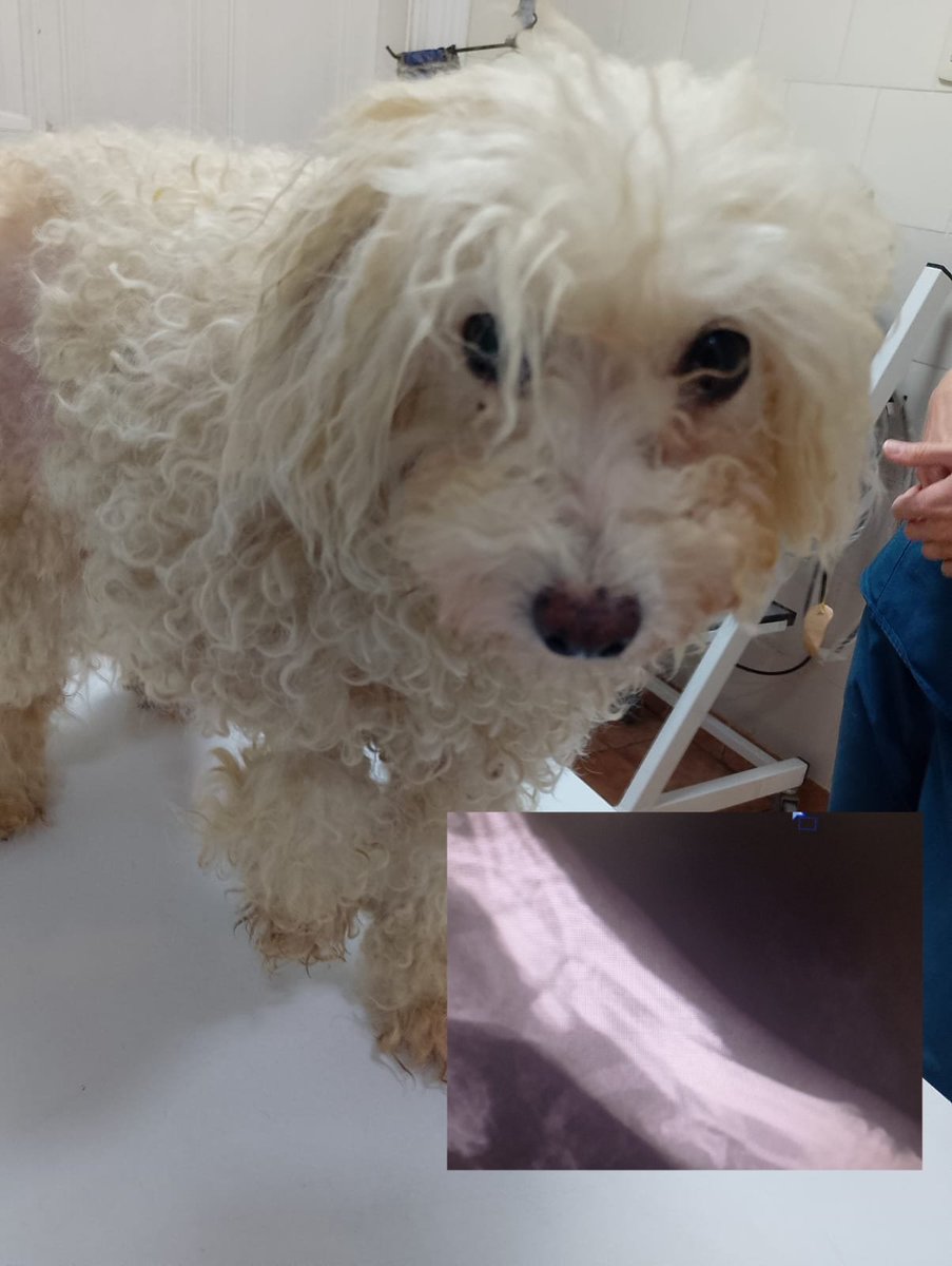 AYUDA POR FAVOR LE ROMPIERON LA PATA DE UNA PATADA ❤️‍🩹🆘🙏
NECESITA CIRUGÍA VALOR $850 MIL PESOS 
POR FAVOR NO LA DEJEN SOLA NO LLEGA AL AÑO DE VIDA Y YA SUFRE TANTO DOLOR 😭
📌ALIAS MISUPERAMIGOFIEL 
📌ALIAS MISUPERAMIGOFIELOK 
BRENDA AYELEN MEDINA