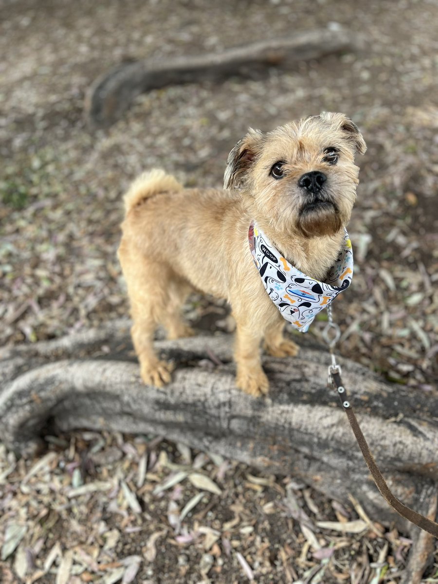 Oliver.🩷

6 años,talla chica,protocolo completo,energía media.

¿Le das una oportunidad?
Estamos en CDMX.
#AdoptaNoCompres