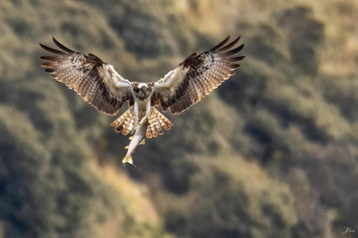 Jonathan Rosborough Photography tweet media