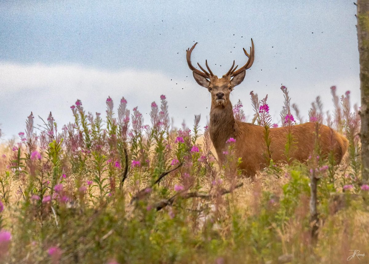 Jonathan Rosborough Photography tweet media