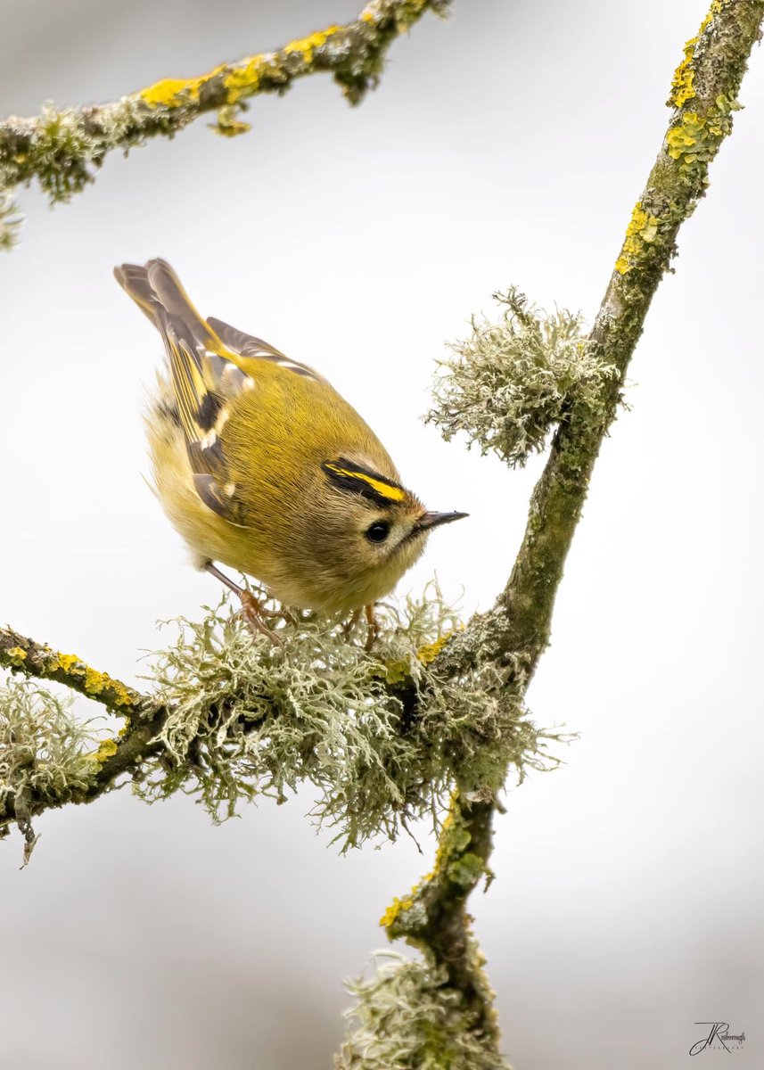 Jonathan Rosborough Photography tweet media