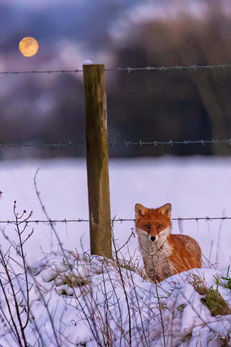 Jonathan Rosborough Photography tweet media