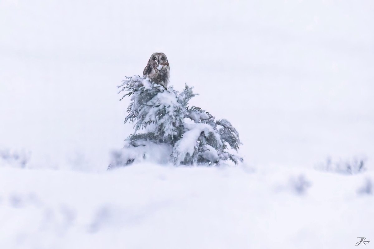 Jonathan Rosborough Photography tweet media