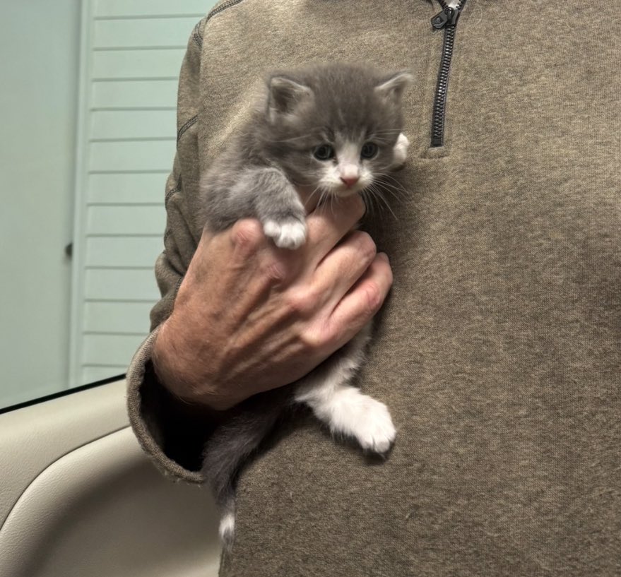 kitten named charlotte (@ImmCharIotte) / Posts / X