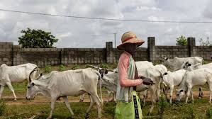 TodayFM951's tweet photo. #TheThrill

Court orders nine herders to pay N500m compensation for destroying farmers’ crops.

Amongst the four offences,one of  them was unlawfully permitting their cattle to wander into cultivated farmlands.

✅Any hope they will pay the money ? https://t.co/tFwvVE3DVb