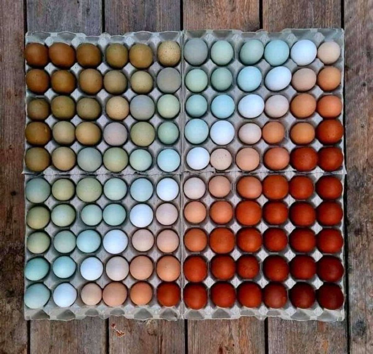 sciencegirl's tweet photo. The colour variations of chicken eggs 

📸  bergs_fairytale_garden https://t.co/tcgJeRS0RF