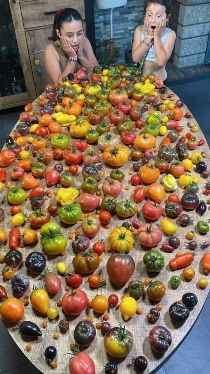 The many varieties of tomatoes 

📸Jose Ponce