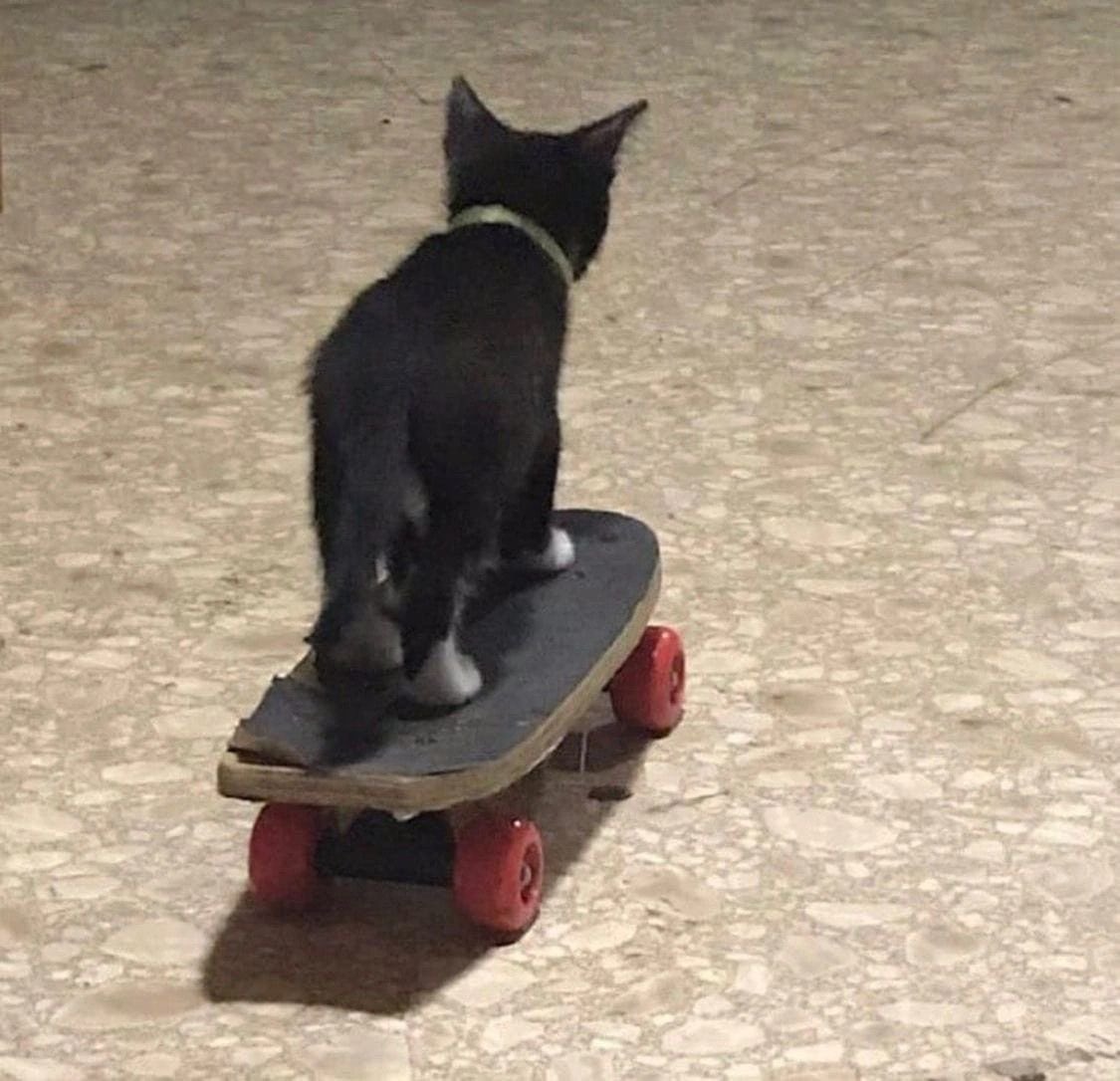 catsdotjpg's tweet image. 