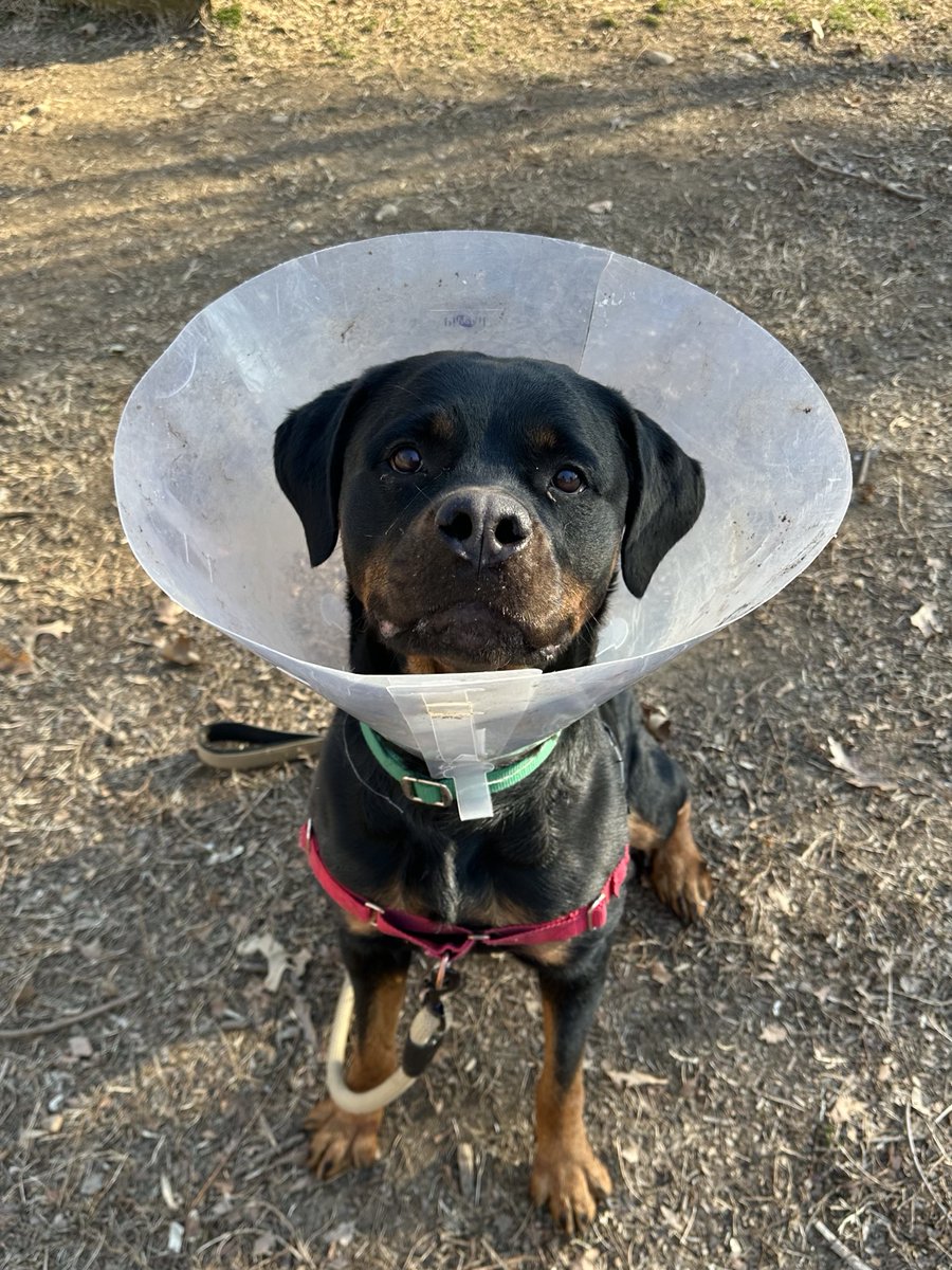 AWLA Alexandria tweet media