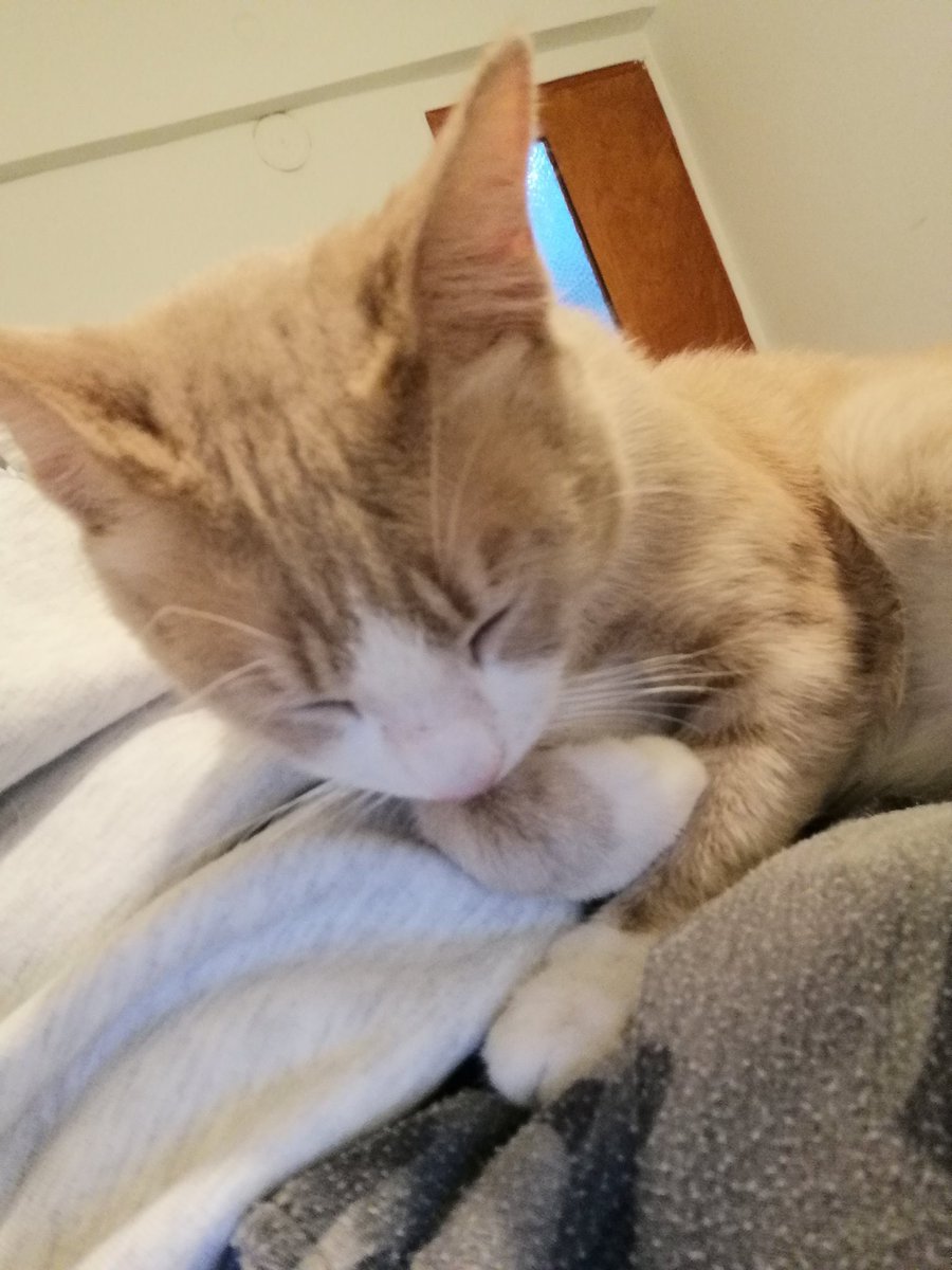 zelihaElcioglu's tweet image. Sokak canlarımız Sakız ve sürmeliyi gittik aldık, dinleniyorlar ☺️ sabaha kadar daha iyi olacaklar inşallah.
Destek olmak isterseniz özelden yazabilirsiniz.