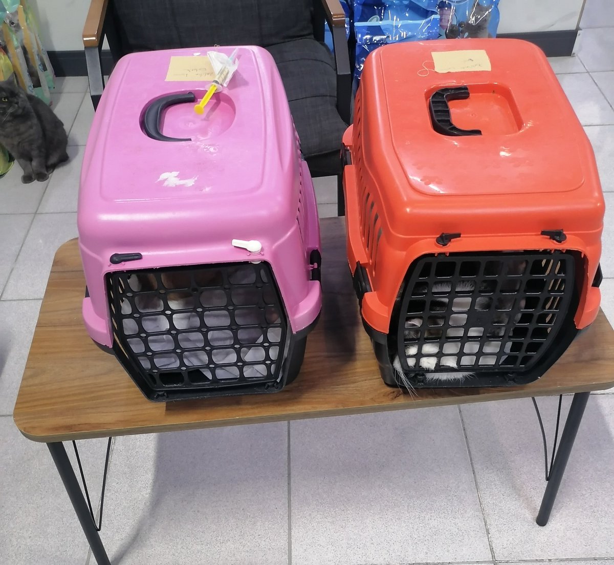 zelihaElcioglu's tweet image. Sokak canlarımız Sakız ve sürmeliyi gittik aldık, dinleniyorlar ☺️ sabaha kadar daha iyi olacaklar inşallah.
Destek olmak isterseniz özelden yazabilirsiniz.