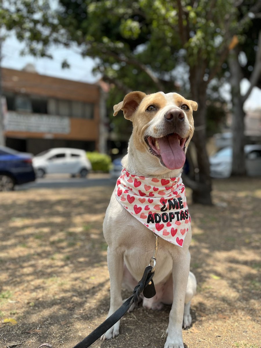 Chicle.🐾

4 años,talla grande,protocolo completo,energía media.

Dale la oportunidad a un perrito rescatado.
Estamos en CDMX.
#AdoptaNoCompres