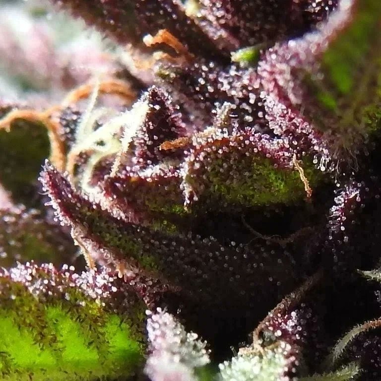 65 days gona allready and only 300 days left to head on over to bootlegseeds.com and get your seed bank stocked while its still legal to ship . So for the best value for your hard earned loot bootlegseeds.com has all your seed needs covered next day Shipping.