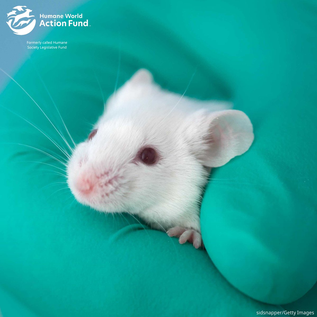 "<a href="/EPA/">U.S. EPA</a> is back on track to end animal testing. Transforming a system based on outdated methods takes time, persistence and collaboration. The road to this moment hasn’t been easy but we look forward to working with the EPA and other agencies to chart a new course, one that