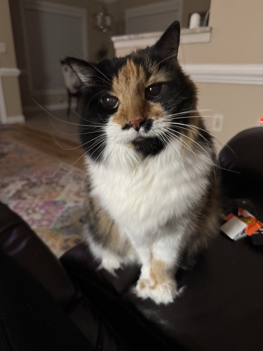 Mhcastellow tweet media