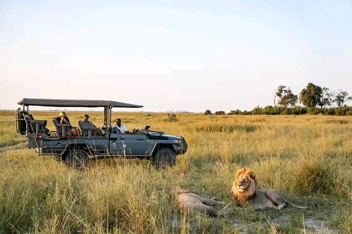wafoyosafaris's tweet photo. Experience the best wonders of Africa 🌍. With Wafoyo Safaris. From the unforgettable tranquility to the breathtaking sceneries and beautiful destinational views.

Welcome to the home of adventure.

#traveling   #safari. #Africa https://t.co/eR9XdpUmwn