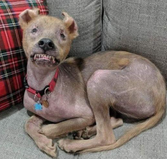 "I know my baby will scare some people. But no, he's not a monster!!! He is a hero.
My child survived brutal ab* use, he is part of our family now and we will do everything we can to make him happy. He deserves a second chance and he will get it. Because for some of us, life is