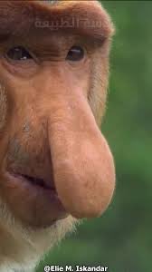 <a href="/EdyCohen/">إيدي كوهين אדי כהן 🇮🇱</a> <a href="/israelcom/">Israel.com</a> انت الحين معجب بوجهك يوم تعرضه لنا كل يوم ؟ 

😂😂