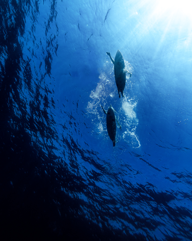 GoPro's tweet image. Photo of the Day: Lurking below... 👀 Snapped by $100 #GoProAwards recipient Carolina Mesa Trujillo.

#GoPro #GoProSurf #SurfPhotography #UnderwaterPhotography