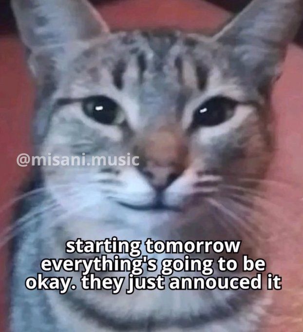 Tweets Of Cats (@tweetsofcats) on Twitter photo 