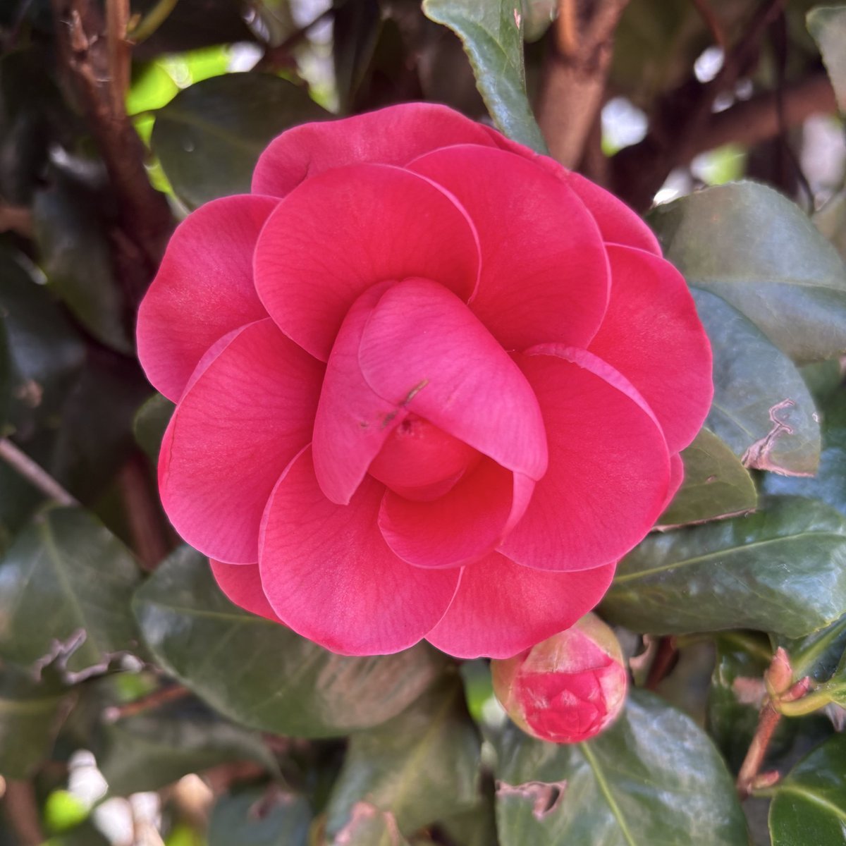 Nature Plants_hana_ Community on X - 555 Members