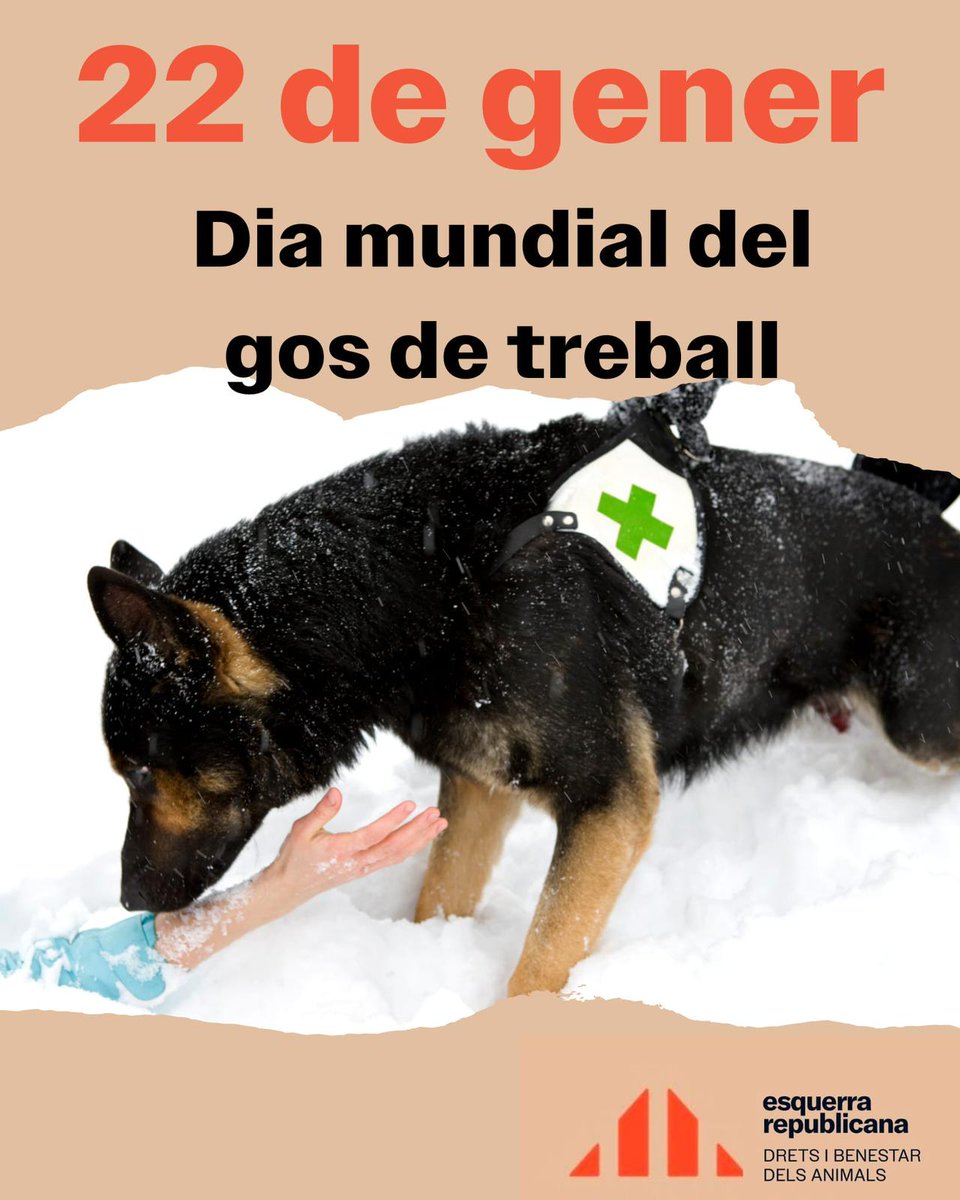 ERC_animals's tweet photo. Avui dia mundial dels herois anònims de quatre potes. Herois que  salven vides i rescaten persones en emergències, són els ulls de les persones que no hi veuen, que
milloren la salut de qui ho necessita… https://t.co/MQ5mgjTtx9