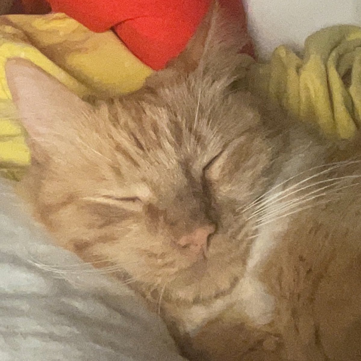 greta's tweet image. Guess which cat causes the cat fights in our house ….Nick is on the left, Jack is on the right.