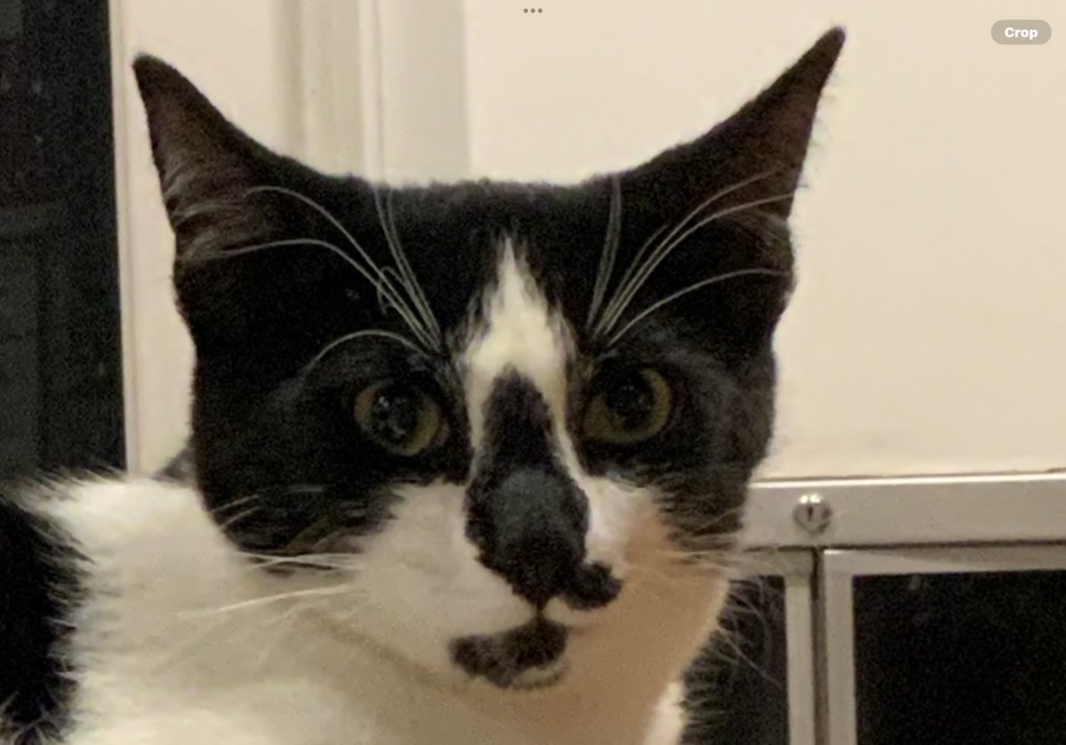 greta's tweet image. Guess which cat causes the cat fights in our house ….Nick is on the left, Jack is on the right.