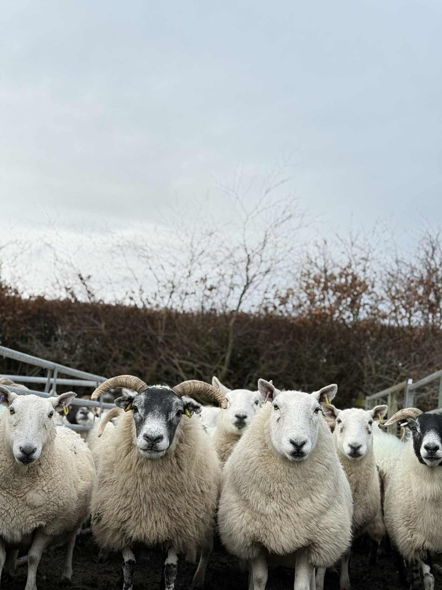 🏴󠁧󠁢󠁳󠁣󠁴󠁿 andrew prentice tweet media