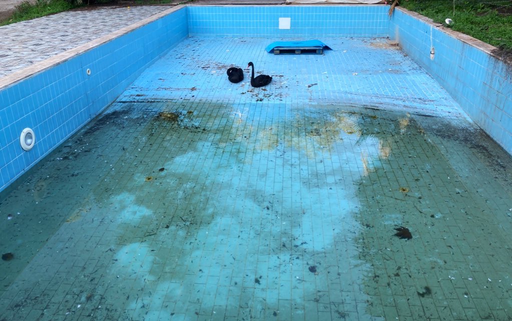 Kış boyunca kapalı bir tesiste yazı bekleyen iki kara kuğuyu görünce insanların hayvanları dekor olarak kullanmasının yılgınlığı çöktü üstüme.