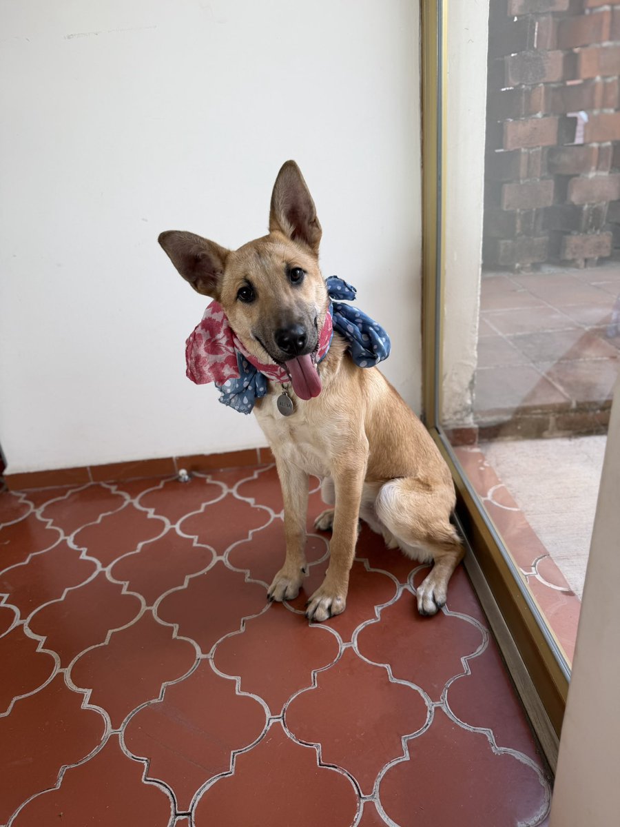 Razones por las que Dominico, que está en adopción, haría muy feliz a una familia ✨:

1. Es muy resiliente. Cuando lo encontré estaba hipotermico e infestado de bichos. Los doctores me dijeron que era mejor dejarlo descansar. Pero él luchó muchísimo.