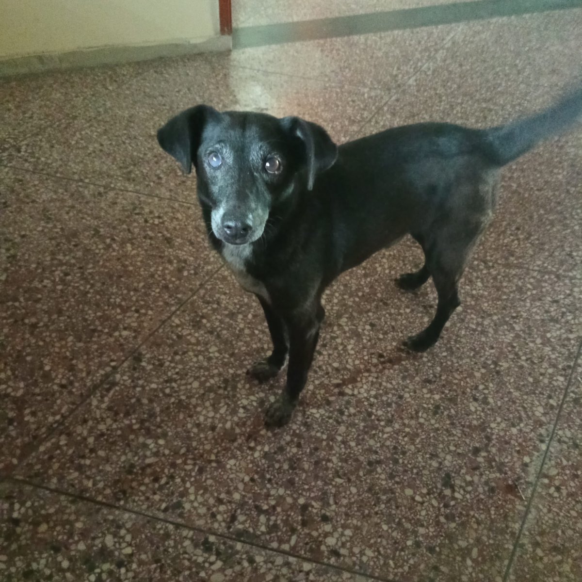 PepisCine's tweet photo. Perrito macho de unos nueve años se le murió el dueño y está solito. Es chiquito y amoroso. Por favor si alguien puede adoptar o compartan. Agradezco. https://t.co/TQrUuNBQSH