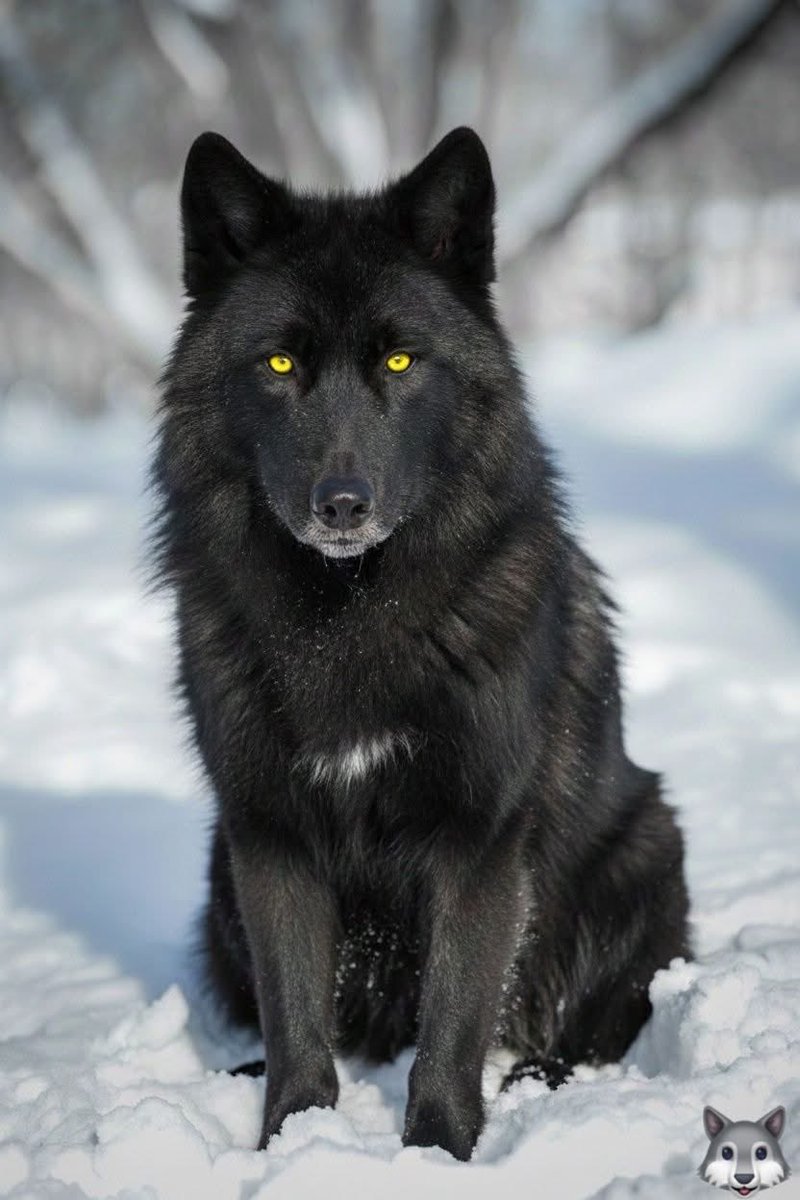 Black Wolf’s are rear! A very beautiful animal! Good night lovely people of tweeter and thanks for everything! 🌝