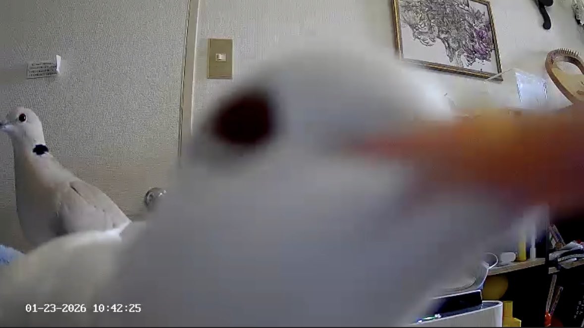 ペットカメラに映る鳩ぽぅが可愛すぎて今すぐ帰りたい（；＿；）（；＿；）（；＿；）
