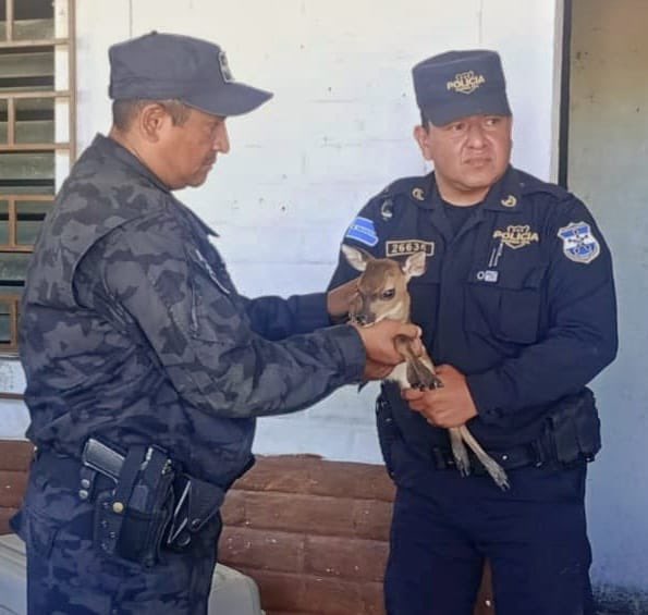 PNCSV's tweet photo. 🦌 Este cervatillo fue rescatado en el cantón Potrero Grande Arriba, en Santa Ana Centro, cuando era perseguido por perros de la zona. 

Fue auxiliado por personal policial que patrullaba el lugar.

Será trasladado a la División de Medio Ambiente para su evaluación, cuido y posterior liberación en su hábitat.

Este es nuestro compromiso con la fauna nacional. 🦌🍃
